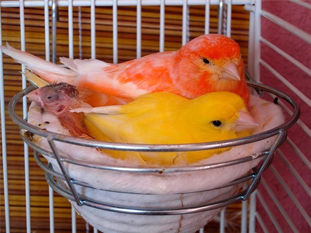Содержание канареек и уход за ними в Черлаке