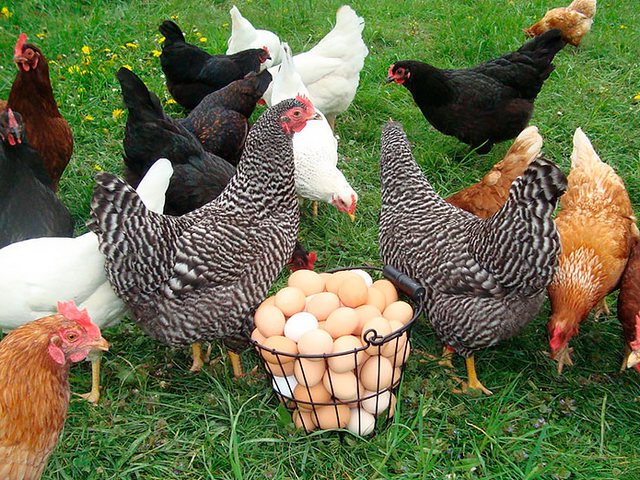 Содержание кур и уход за ними | ЗооТом - продажа, вязка и услуги для животных в Черлаке