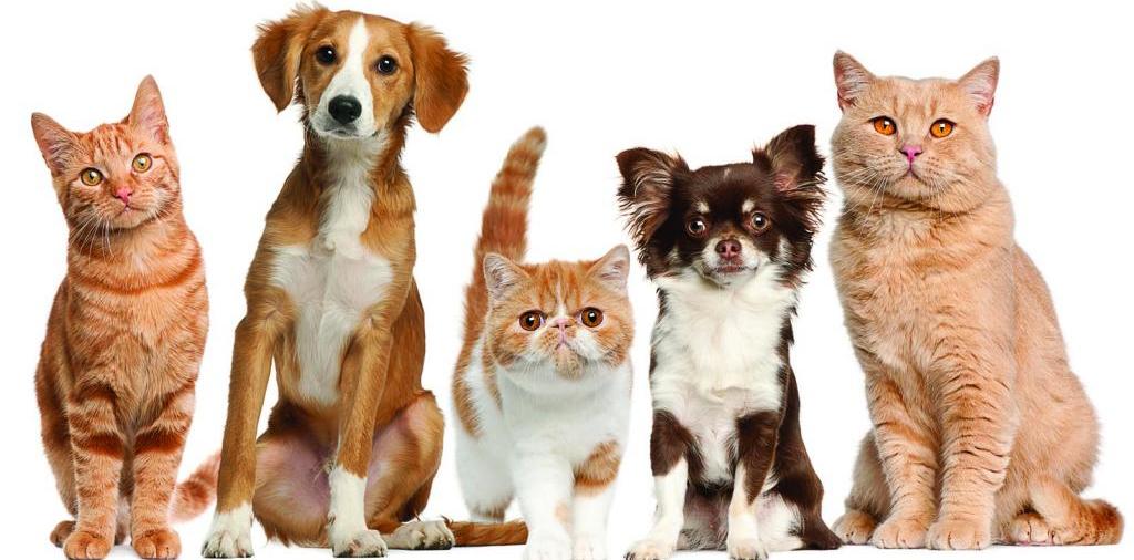 Доска объявлений о животных | ЗооТом - продажа, вязка и услуги для животных в Черлаке