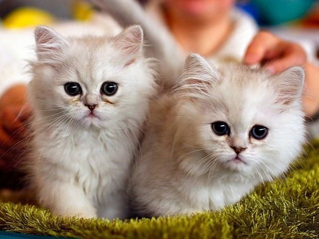 Породы кошек в Черлаке | ЗооТом портал о животных
