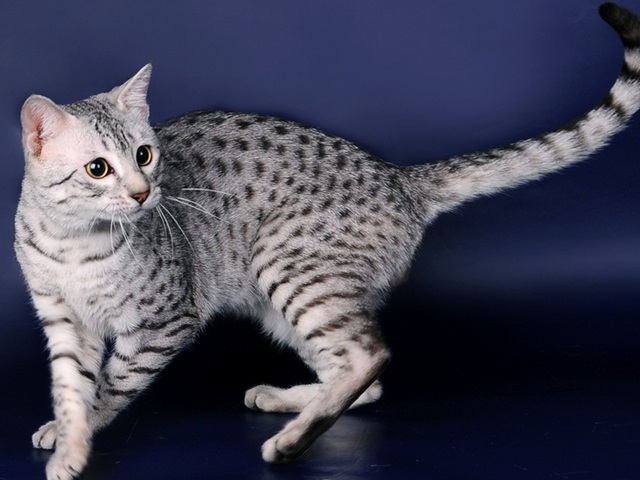 Породы кошек в Черлаке | ЗооТом портал о животных