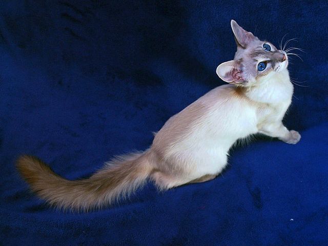 Выведенные породы кошек в Черлаке | ЗооТом портал о животных