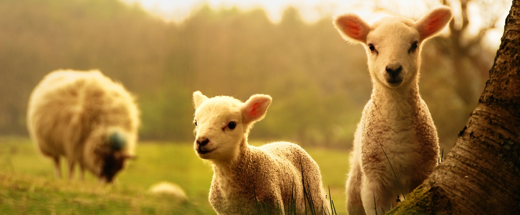 Объявления о сельскохозяйственных животных | ЗооТом - продажа, вязка и услуги для животных в Черлаке