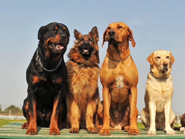 Крупные породы собак в Черлаке | ЗооТом портал о животных